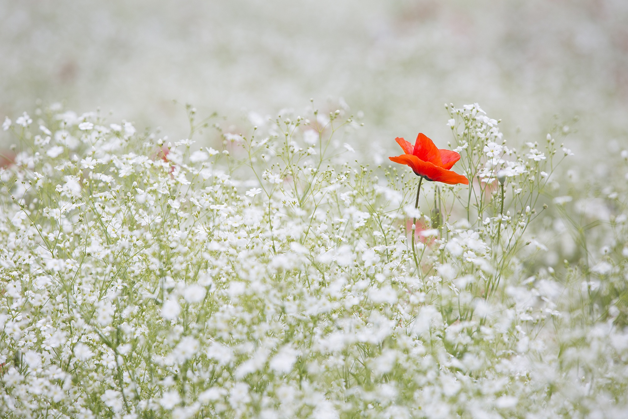 A red flower blooming among white wildflowers