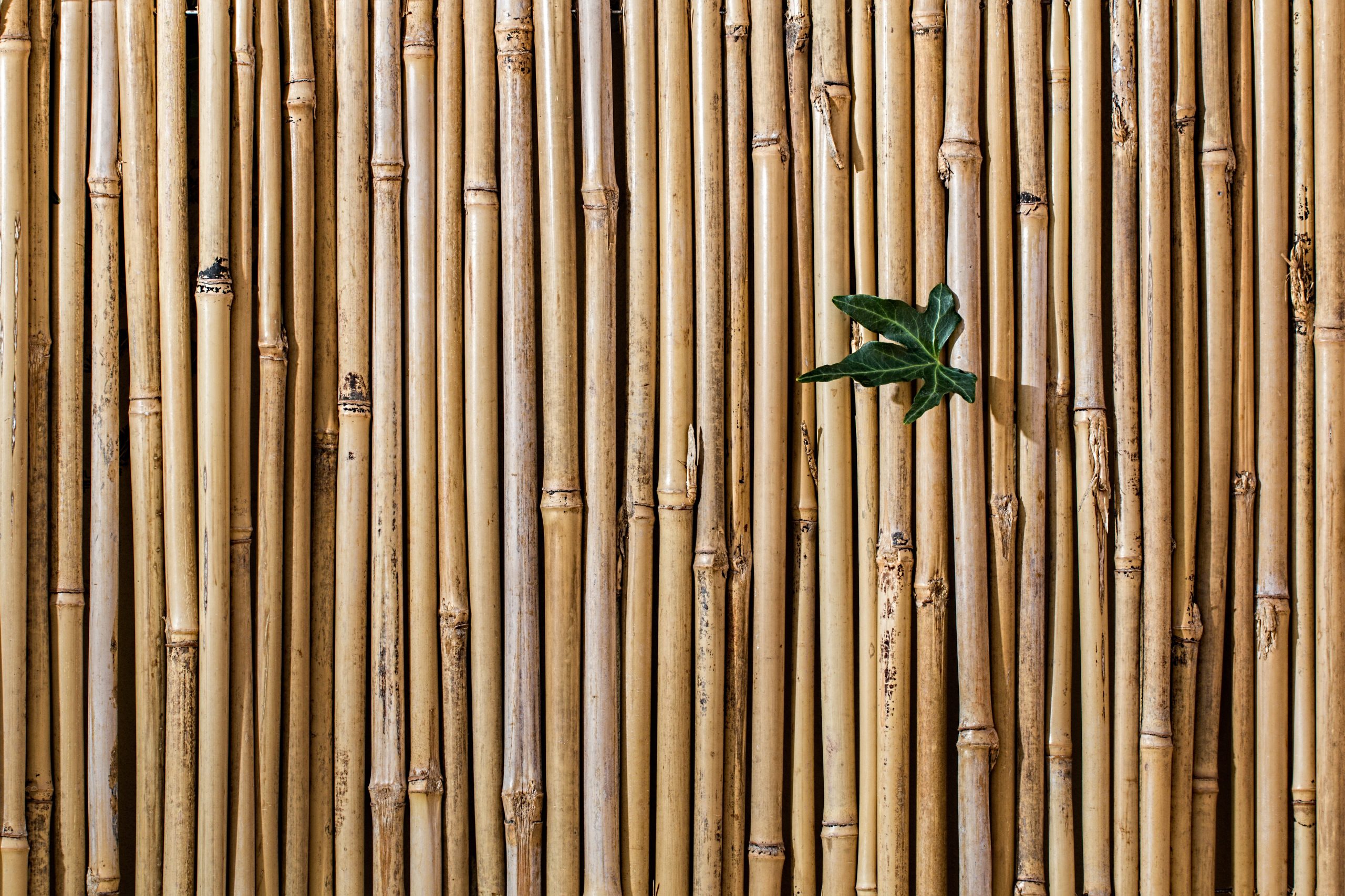 A picture of a plant that sprouted through a bamboo fence and thrived.