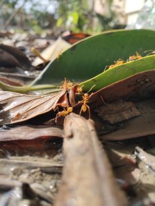 The photo of ants crawling through the leaves.