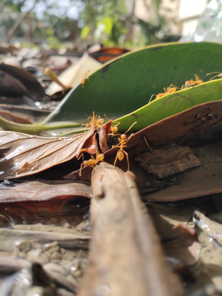 The photo of ants crawling through the leaves.   