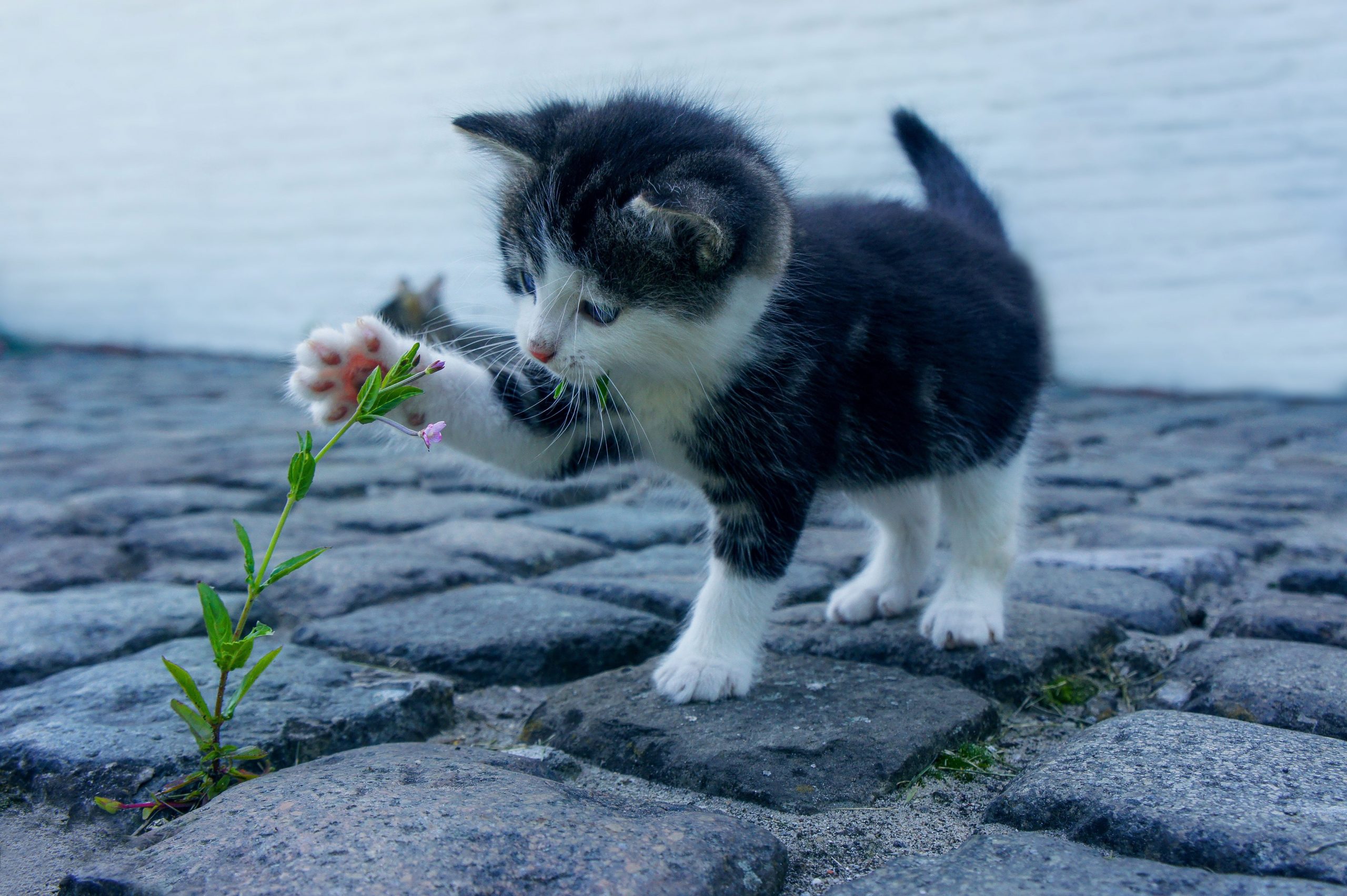 A kitten keenly observing a sapling and feeling it by gently touching it with its paw.