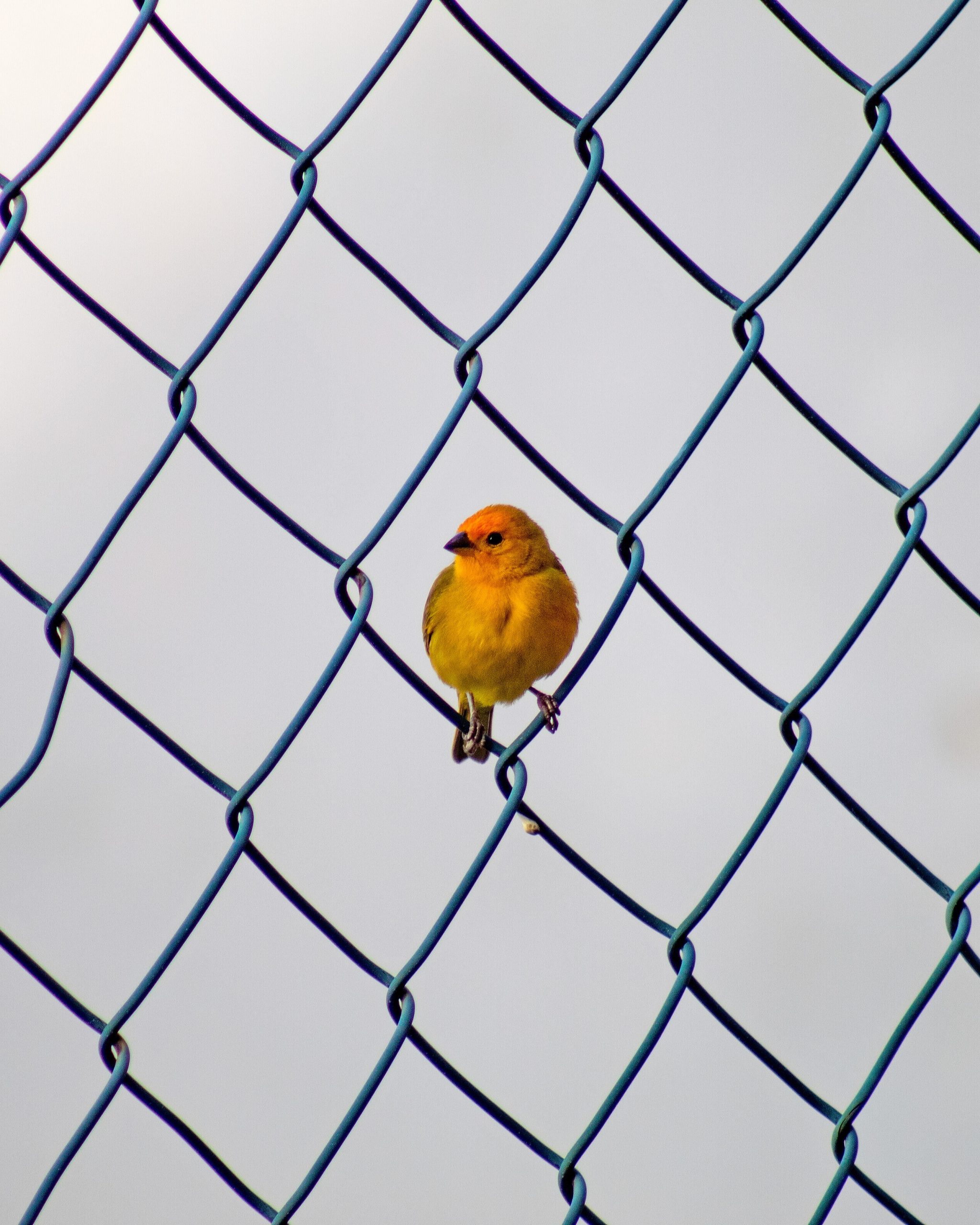 A bird sitting on a wired mesh about to fly.